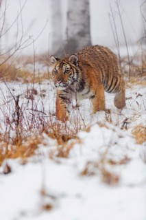 One young Siberian Tiger, Panthera tigris altaica, running over snowy meadow with dense fog in the