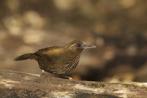 Spot-breasted Laughingthrush (Garrulax merulinus), Doi Lang, Thailand