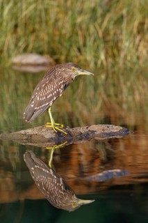 Black-crowned Night Heron, Night Heron, Black-crowned Night-Heron, Nycticorax nycticorax, Bihoreau