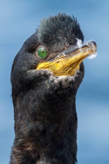 European Shag (Phalacrocorax aristotelis) adult portrait, Farne Islands, United Kingdom