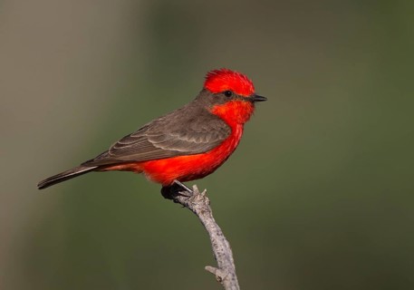 Vermilion Flycatcher (Pyrocephalus rubinus) male, Arizona, USA