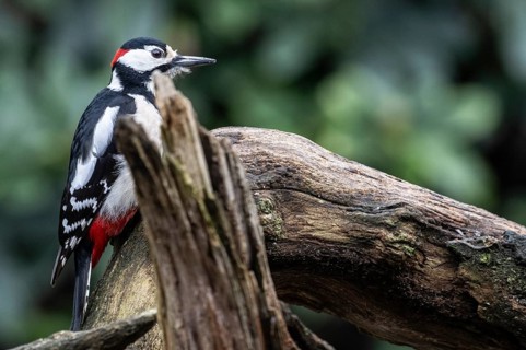 Great spotted woodpecker (Dendrocopos major), Emsland, Lower Saxony, Germany