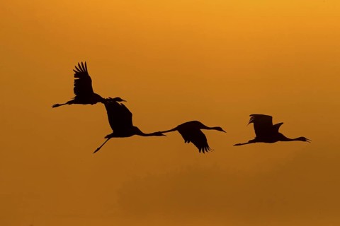 Common Crane (Grus grus) group flying, Israel