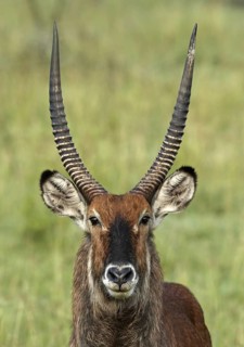 Defassa Waterbuck (Kobus ellipsiprymnus defassa) male, Samburu, Kenya