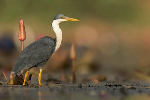 Pied Heron (Egretta picata) in a wetland area in Papua New Guinea