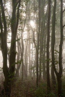 Morning sun penetrates the fog in the deciduous forest, North Rhine-Westphalia, Germany