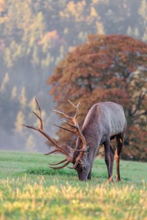 An Altai maral deer or Altai moose (Cervus canadensis sibiricus) grazes in a meadow in the first