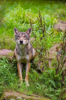 An adult male eurasian gray wolf (Canis lupus lupus) sits on a green meadow