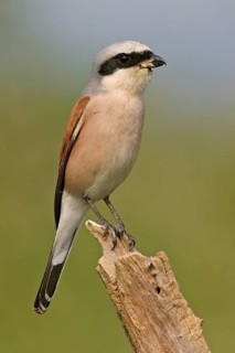 Red-backed shrike (Lanius collurio), Pie-griËche Ècorcheur, AlcaudÛn Dorsirrojo, Spider, spider,