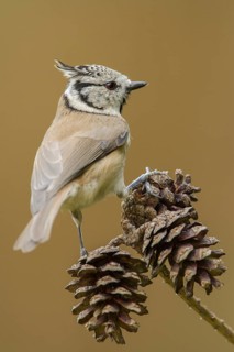 European Crested Tit (Lophophanes cristatus), Rhineland-Palatinate, Germany