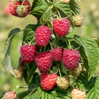 Autumn raspberry (Rubus idaeus LITTLE SWEET SISTER), BS Sämann, Germany