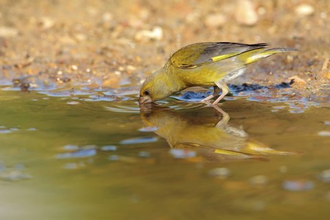 European Greenfinch (Chloris chloris), Andalusia, Spain