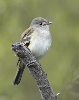 Alder Flycatcher (Empidonax alnorum), Saskatchewan, Canada