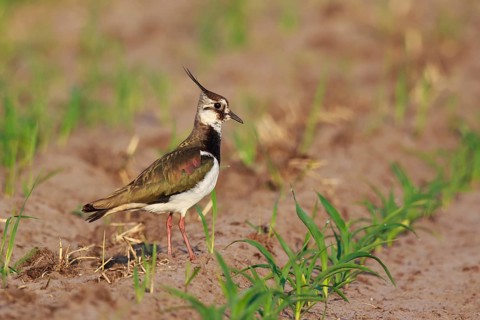 Northern Lapwing (Vanellus vanellus) female on a field, North Rhine-Westphalia, Germany