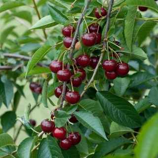 Sour cherry, sour cherry (Prunus cerasus 'Rubellit'), Germany