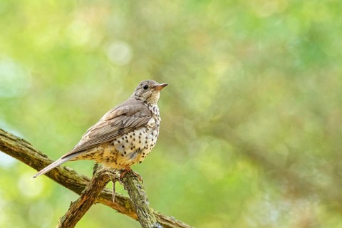 Song thrush (Turdus philomelos) perched on tree branch in spring forest, European songbird in
