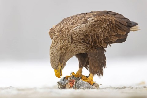 White-tailed eagle (Haliaeetus albicilla) adult bird on the water and on the ice, hunting,
