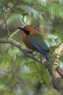 Rufous Motmot (Baryphthengus martii), Costa Rica