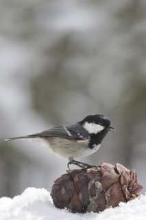 Coal Tit (Periparus ater), Engadin, Switzerland