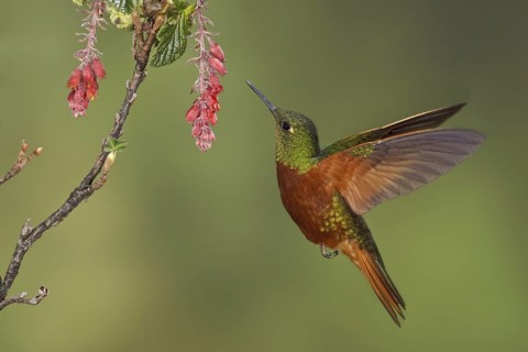 Chestnut-breasted Coronet (Boissonneaua matthewsii), Ecuador