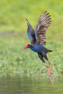 Australasian Swamphen (Porphyrio melanotus) in a wetland area in Papua New Guinea
