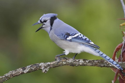 Blue Jay (Cyanocitta cristata), Ontario, Canada