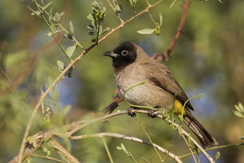 White-spectacled Bulbul (Pycnonotus xanthopygos), Oman