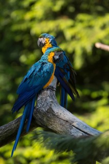 Two blue-and-yellow macaw (Ara ararauna) sitting on a branch with green vegetation in the