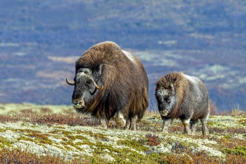 Muskox (Ovibos moschatus) cow / female with calf foraging on the tundra in autumn / fall,