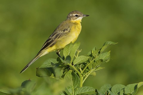 Western Yellow Wagtail (Motacilla flava), Rhineland-Palatinate, Germany