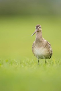 Pfuhlschnepfe im Schlichtkleid