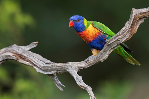 Rainbow Lorikeet (Trichoglossus moluccanus) perched on a branch in eastern Australia