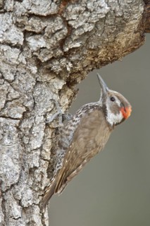 Arizona Woodpecker (Picoides arizonae) perched on a branch in southern Arizona, USA