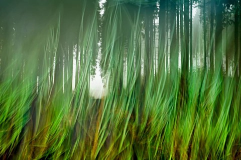 Traumatic path in a forest