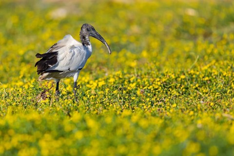 African sacred ibis, (Threskiornis aethiopicus), Pharaoh's ibis, family of ibises and spoonbills,