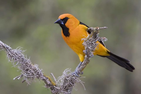 Altamira Oriole (Icterus gularis), Texas, USA