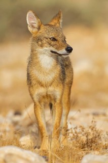 Golden jackal, (Canis aureus), animals, mammals, jackal, related to the wolf, Road to Ezuz, Ezuz,