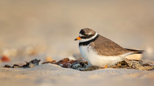 Common Ringed Plover (Charadrius hiaticula), Schleswig-Holstein, Germany