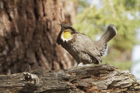 Sooty Grouse (Dendragapus fuliginosus) male, California, USA