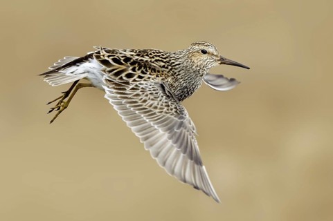 Pectoral Sandpiper (Calidris melanotos) flying, Alaska, USA