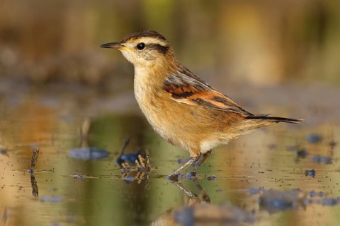 Wren-like Rushbird (Phleocryptes melanops) at waterhole, Santiago Metropolitan, Chile
