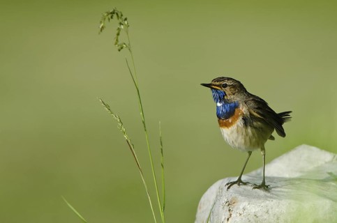 Bluethroat (Luscinia svecica cyanecula), Schleswig-Holstein, Germany