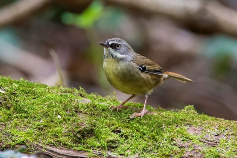 White-browed Scrubwren (Sericornis frontalis) perched on mossy ground, New South Wales, Australia