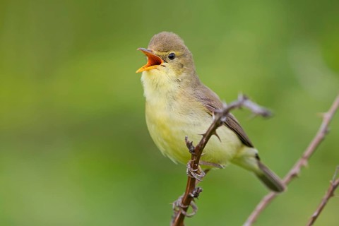 Orpheus warbler, (Hippolais polyglotta), Hypolaïs polyglotte, animals, birds, songbirds, reed