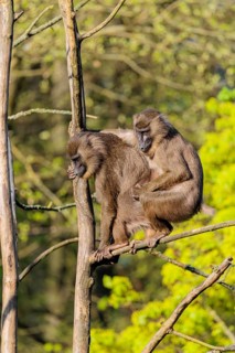 Two Drills (Mandrillus leucophaeus) mating high up in a tree. A green forest can be seen in the