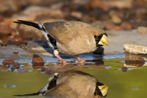 Masked Finch (Poephila personata), Western Australia, Australia