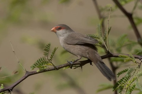 Common Waxbill (Estrilda astrild) perched on a branch, Cape Verde