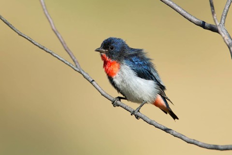 Mistletoebird (Dicaeum hirundinaceum) male, Northern Territory, Australia
