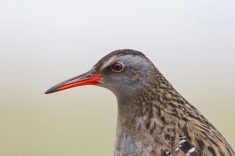 Brown-cheeked Rail (Rallus indicus), Dornod Aimag, Mongolia