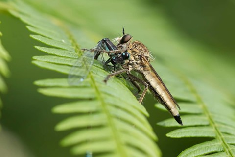 Kite-tailed robberfly (Machimus atricapillus) adult insect eating a damselfly on a fern leaf in